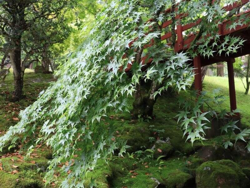 Yumoto Ueyama Ryokan هيميجي المظهر الخارجي الصورة